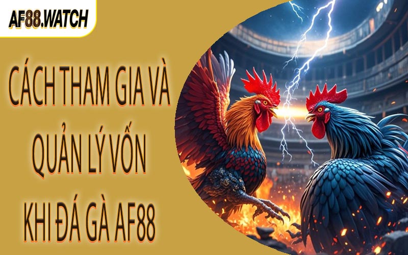 Cách tham gia và quản lý vốn khi đá gà AF88