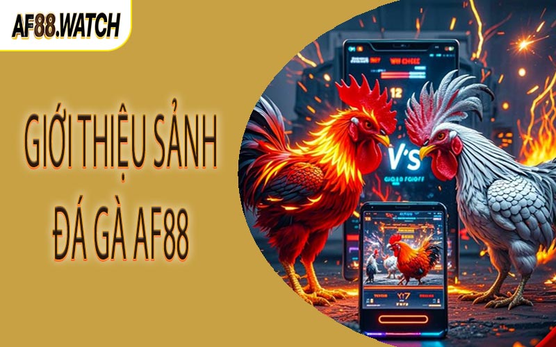 Giới thiệu sảnh đá gà AF88