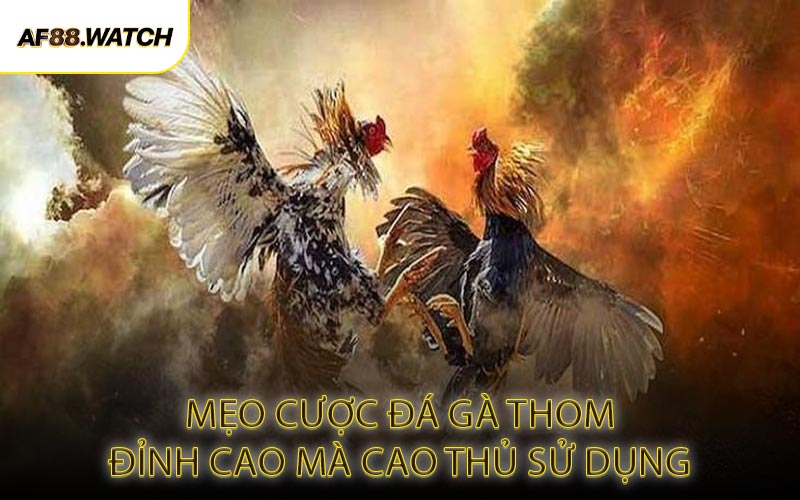 Mẹo Cược Đá Gà Thomo Đỉnh Cao Mà Cao Thủ Sử Dụng