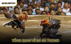 Tổng Quan Về Đá Gà Thomo