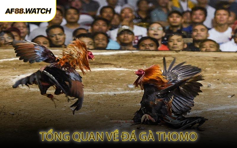 Tổng Quan Về Đá Gà Thomo